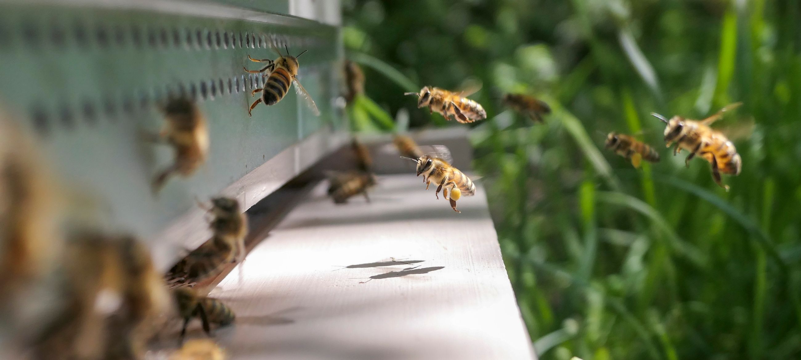Honey bees carrying pollen as they return to their hive