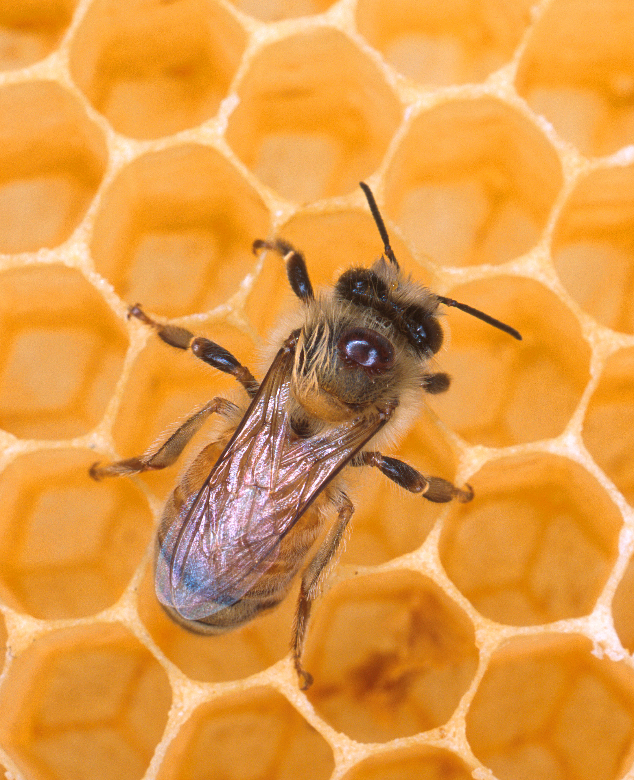 A honey bee on comb with a reddish-brown Varroa mite on its thorax